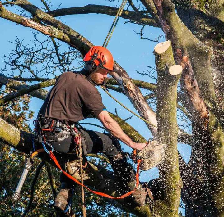 Élagueur professionnel Ariège