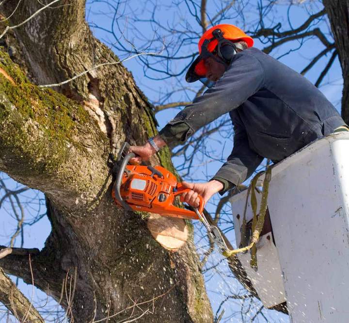 Élagage arbres Ariège